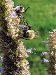 two bees sitting on the side of a purple flowering plant